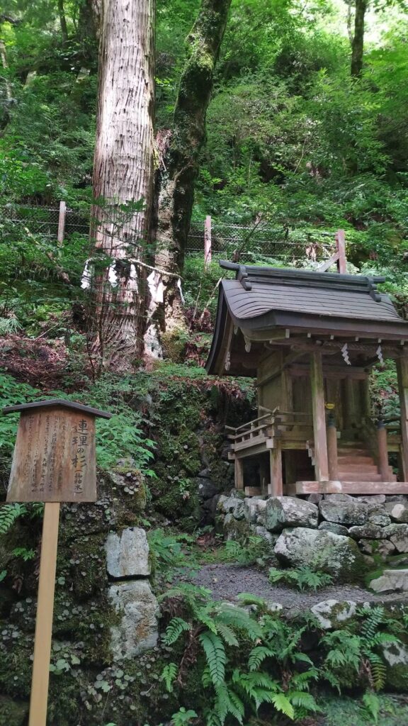 森見登美彦聖地巡礼記その②
貴船神社の奥宮のご神木・連理の杉