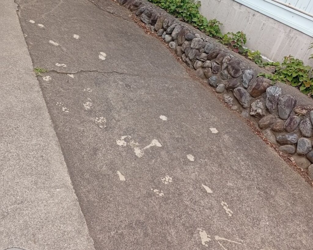 青梅のシネマネコ
猫ちゃん③